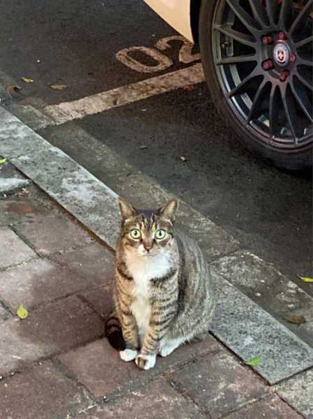 在路上见到猫猫好吗（路上看见猫）