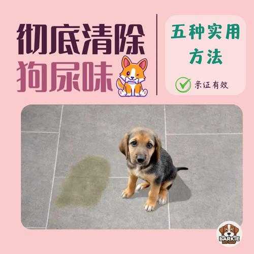 怎么除掉狗（怎么除掉狗尿的味道）