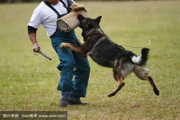 德国牧羊犬基础训练教学视频（德国牧羊犬基础训练教学视频下载）