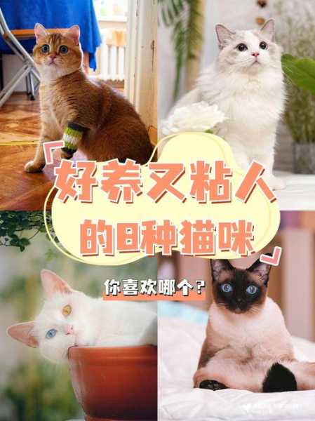 如何培养你的猫咪成为朋友（怎么培养猫咪和人的感情）