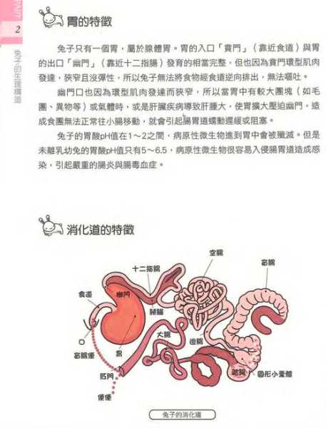 兔子食物的消化性是什么（兔子食物的消化性是什么意思）