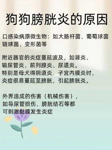 狗狗尿频的症状（狗狗尿频的症状表现）