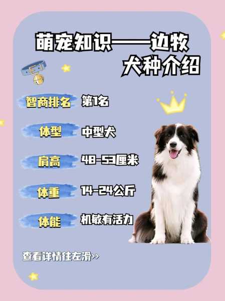 边境牧羊犬的饲养（边境牧羊犬饲养攻略）