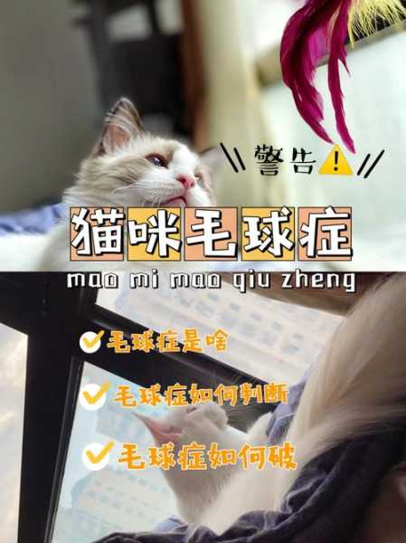 猫猫的毛球症怎么治疗（猫咪的毛球症的表现）