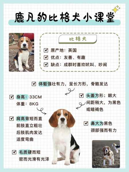 比格犬美容方法详解让它不乱叫（比格犬怎么驯养）