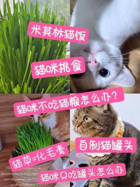 猫咪吃猫粮还是吃猫饭（猫咪吃饭好还是猫粮好）