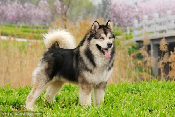 阿拉斯加雪橇犬温顺吗（阿拉斯加雪橇犬有攻击性吗）