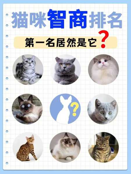 猫的智商有多高正常（猫的智商有多高?）