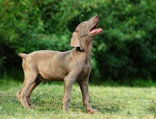 威玛猎犬适合家养吗（威玛猎犬缺点）