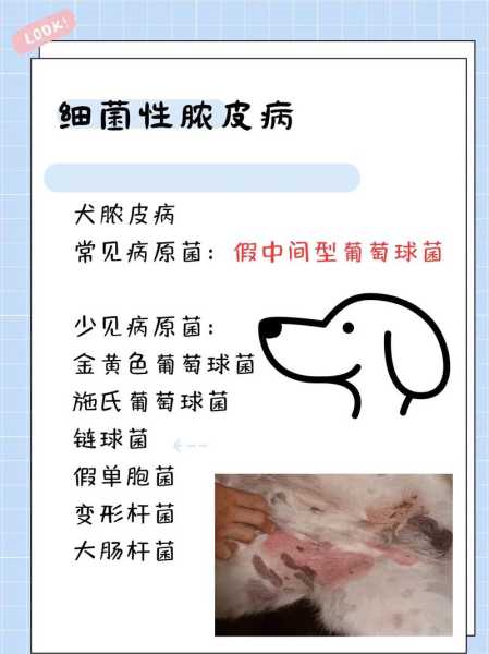 猫狗患病常见的十大征兆是什么（犬猫疾病）