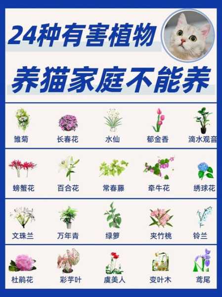 如何防止猫破坏植物（怎么不让猫咪毁绿植）