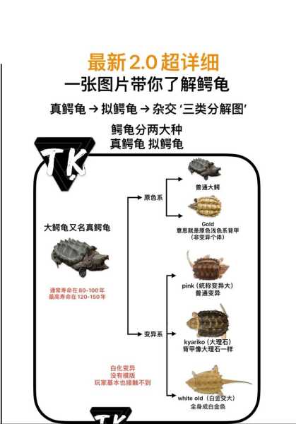 怎么分佛鳄龟是原后还是国产（佛鳄龟鉴别）