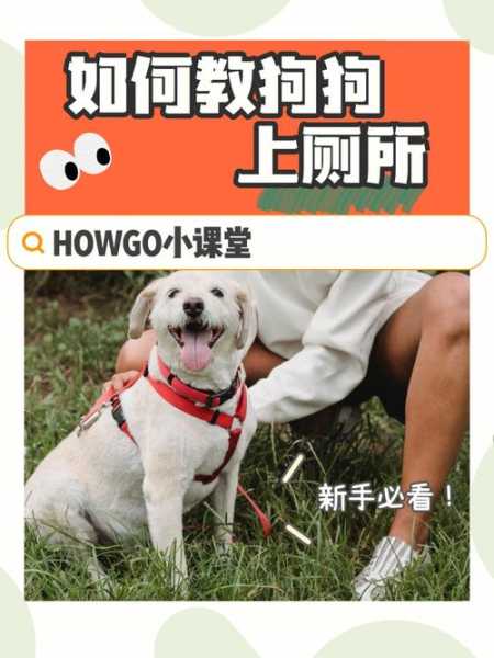 幼小比熊犬怎么训练视频（小比熊犬怎么训练大小便）