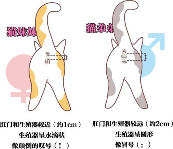 猫咪如何选择（猫咪如何选择性别）