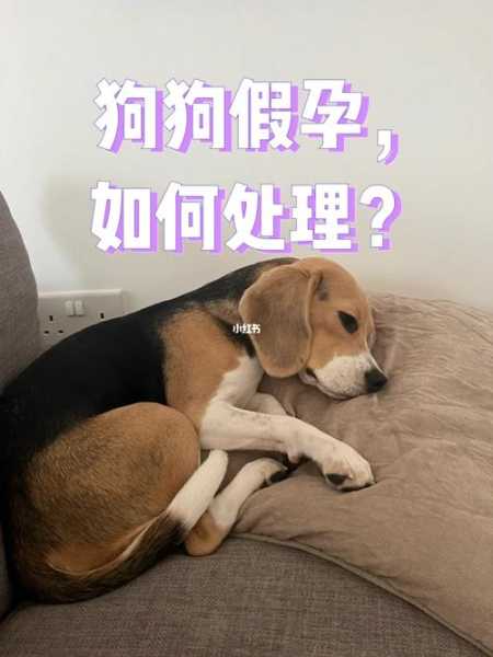 狗狗假孕如何处理（狗狗假孕现象会有什么症状）