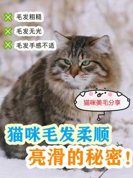 如何让宠物猫咪的毛更顺滑（如何让宠物猫咪的毛更顺滑一些）