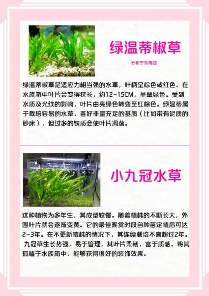 水草植物怎么养（水草怎么养的好）