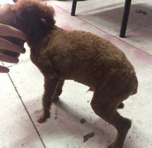 贵宾犬后腿翘颤抖着是怎么了（贵宾犬突然后腿无力）