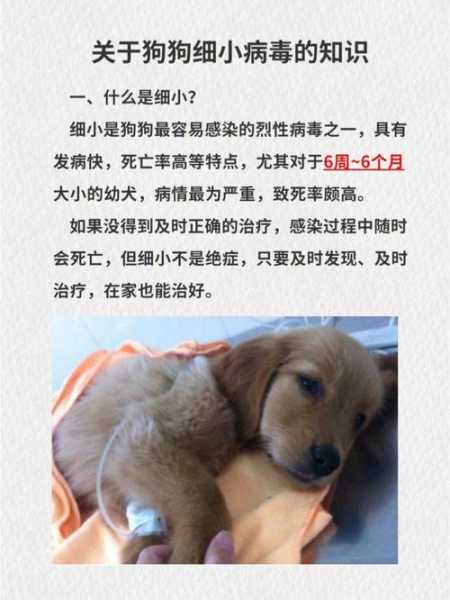 狗狗细小不去治疗有存活的吗（狗狗细小不治疗会死吗）