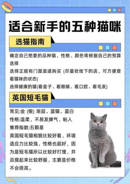 养猫咪的理由（养猫的理由是什么）