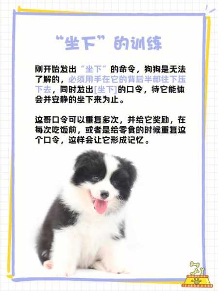 怎么训练边境牧羊犬幼犬（边境牧羊犬狗狗训练技巧大全）