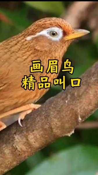 画眉鸟的叫声音大全（画眉鸟叫声音大全20分钟）