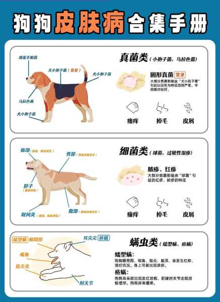 狗狗真菌性皮肤病讲解（狗狗真菌性皮肤病能根治吗）