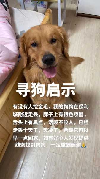 狗狗走丢了预示着什么（狗狗走丢了怎么办自己会回来吗）