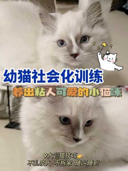 小猫什么时候可以训练（小猫什么时候可以训练听话）