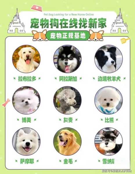 去哪里买金毛狗比较好养（哪里买金毛犬）