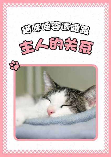 猫咪与主人和睦相处的句子（猫咪和主人关系好的表现）