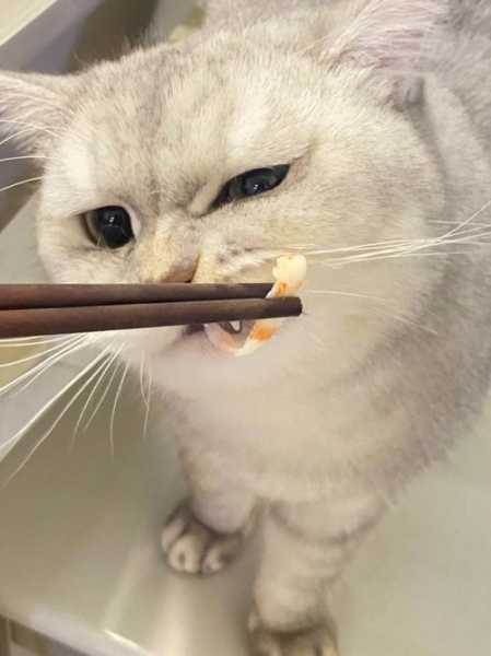 猫咪偷吃东西怎么发朋友圈（猫偷吃东西,它自己知道不对吗?）