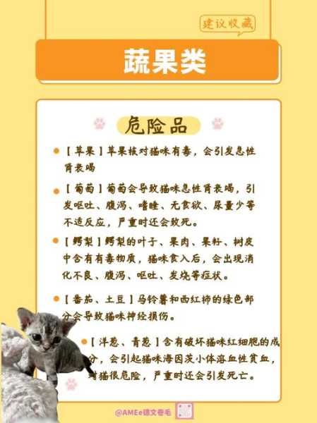 猫咪中毒怎么查（怎样判断猫中毒渡过了危险期）