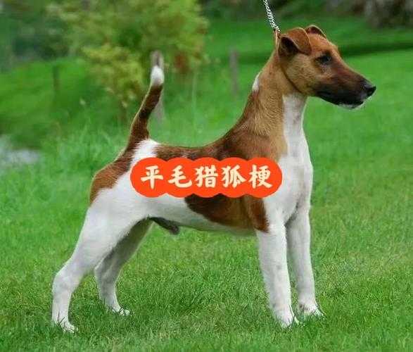 国内最好的平毛猎狐梗犬舍（平毛猎狐梗价格）