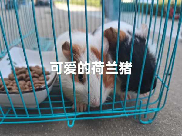 荷兰猪的叫声类型是什么（荷兰猪叫声什么意思）