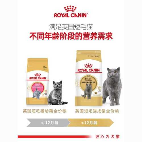 英国短毛猫怎么买到正品（英国短毛猫怎么买到正品猫粮）