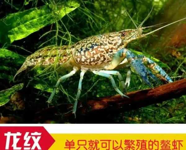 龙纹鳌虾图片大全（龙纹鳌虾能活多久）