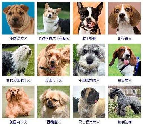 玩赏犬类（小型玩赏犬名字）