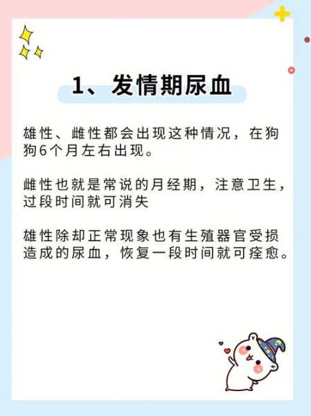 老年狗排尿困难怎么办（老年狗排尿困难怎么办呢）