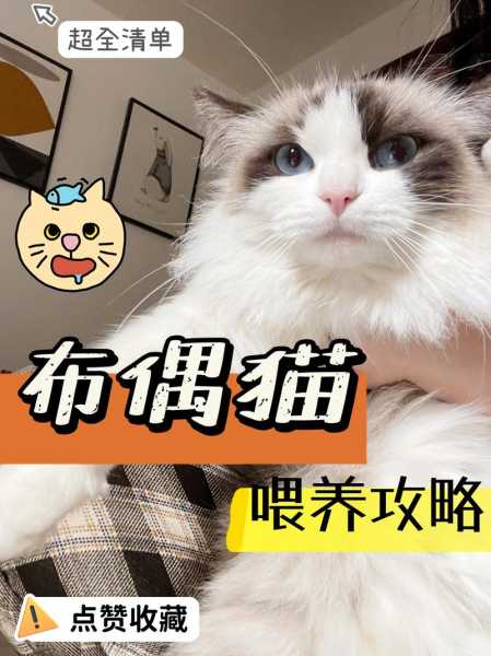 饲养布偶猫我们不能忽略什么（布偶养猫须知）