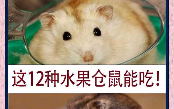 仓鼠生完宝宝后吃什么最好（仓鼠生完宝宝后吃什么最好消化）