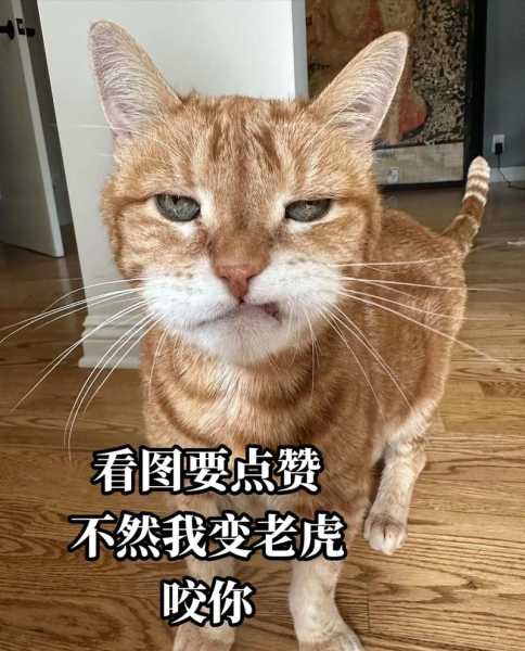 猫咪变老虎特效（猫咪变成老虎）