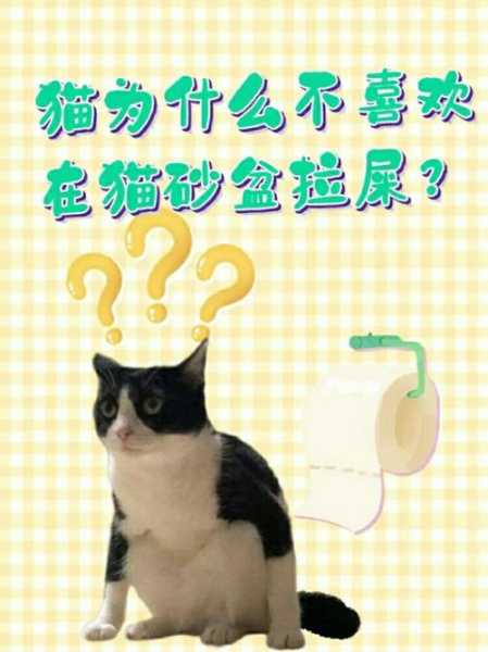 猫咪突然不用猫砂盆乱拉屎（小猫突然不用猫砂乱拉）