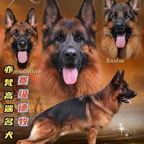 德国牧羊犬如何喂养（德国牧羊犬如何喂养视频）