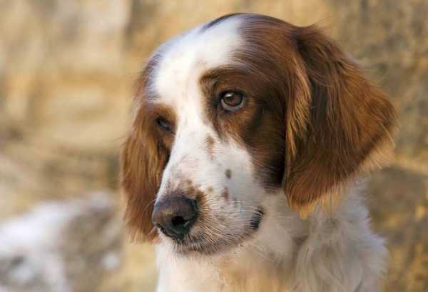 雪达犬幼犬多少钱一只（雪达犬幼犬多少钱一只幼崽）