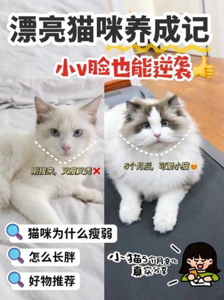 怎么才能让猫咪养成良好的毛发（怎么能让猫咪的毛发更好）