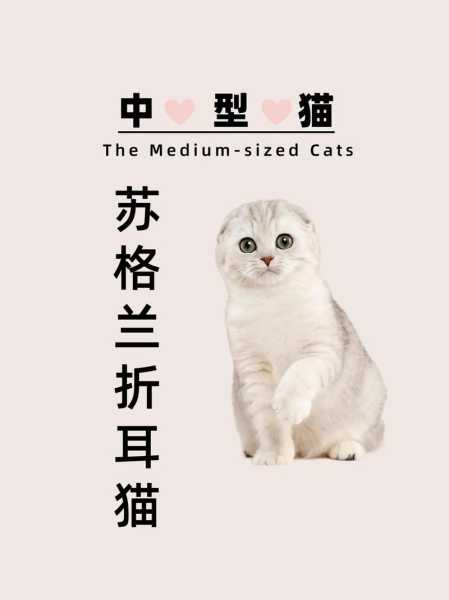 怎样选择折耳猫?选购指南（折耳猫啥样的）