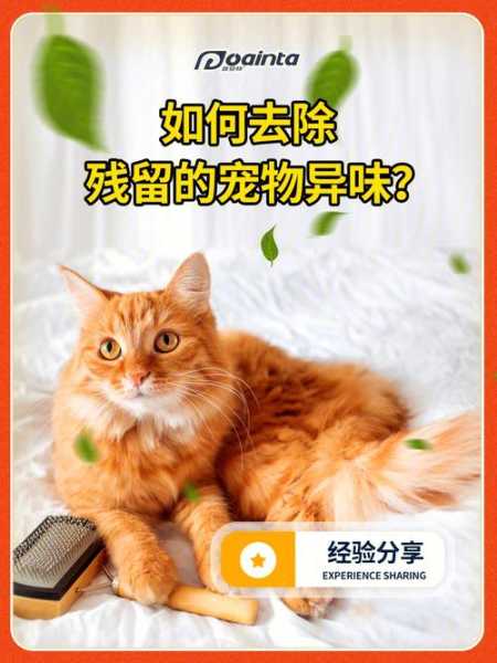 猫怎么去掉（怎么去除猫的臭味）