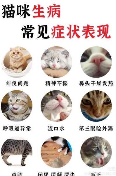 猫咪生病时的五种表现是什么（猫咪生病了的症状）