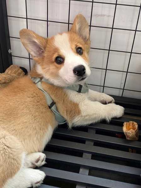 柯基犬宝宝的日常基础训练视频（柯基犬幼犬怎么训练,这三点要注意）